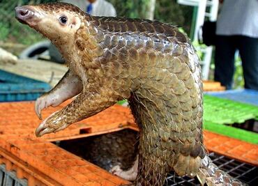 Cómo se estrecha el cerco sobre el pangolín, probable transmisor del covid-19