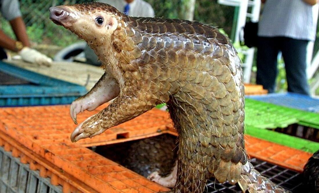 Los pangolines son los mamíferos que con mayor frecuencia se trafican ilegalmente, usados como alimento y medicina tradicional. Foto: Getty Images