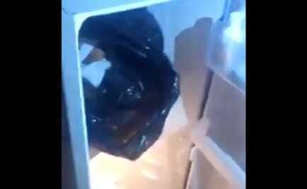 Rescatan a 44 animales de casa de mujer que supuestamente comía carne de perro