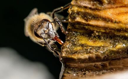 Así matan las abejas a su depredadora, la avispa asesina