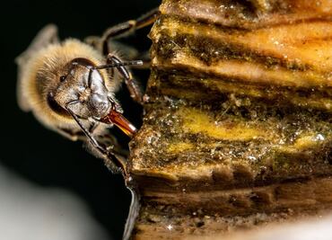 Así matan las abejas a su depredadora, la avispa asesina