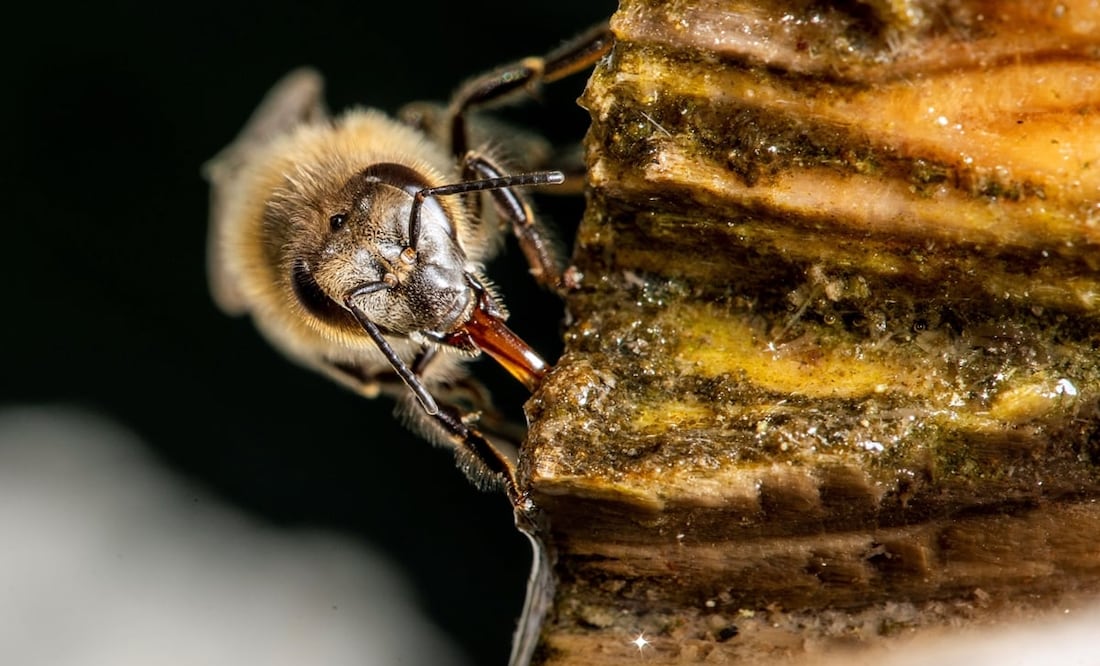 Foto: EFE/ Tibor Rosta, archivo