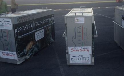 Profepa realiza traslado de 11 felinos y un coyote a EU