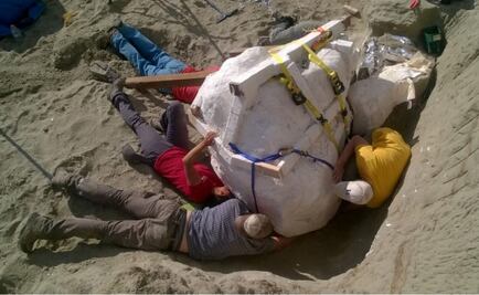 Encuentran el cráneo más grande de un Tyrannosaurus rex