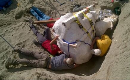 Encuentran el cráneo más grande de un Tyrannosaurus rex