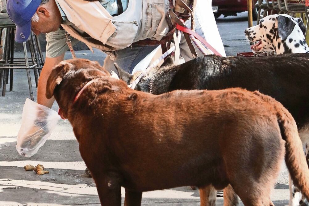 Veterinarios dicen que la alimentación y el ejercicio son indispensables pa ra la buena salud de una mascota (ARCHIVO EL UNIVERSAL)