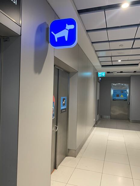 Baño de perritos Estambul. Foto: Especial / Ana Garces