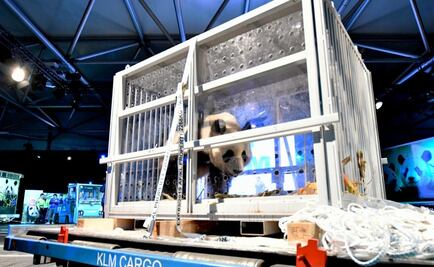 Dos osos panda llegan desde China a un zoo de Holanda