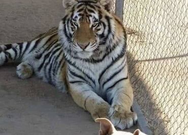 Aseguran Tigre de Bengala en Palenque, Chiapas; fue hallado tras cateo en Rancho