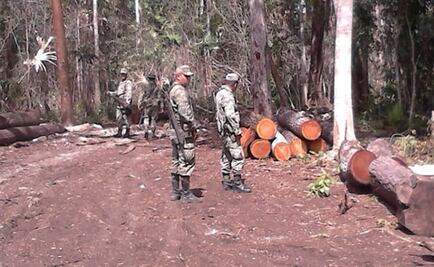 Profepa asegura 181 piezas de madera en Campeche