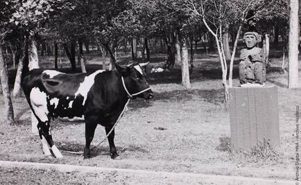 Cuando una vaca vivió en el Museo de Antropología