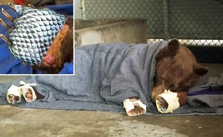 Usan piel de pescado y acupuntura para tratar a osos quemados en California