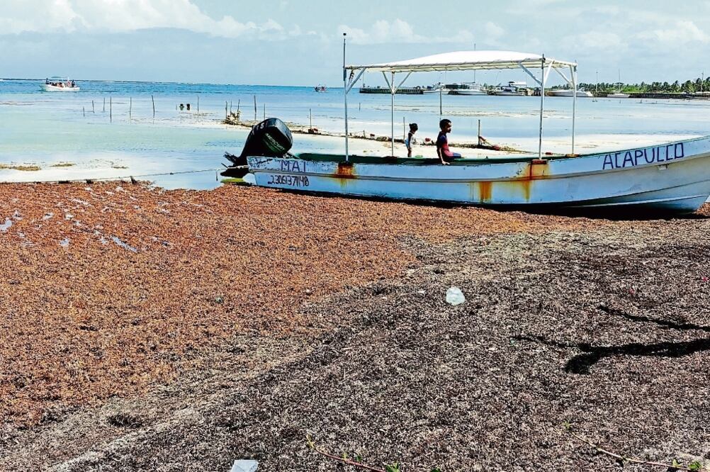 El sargazo no ha afectado el arribo de las embarcaciones al muelle de Mahahual, que tiene capacidad para recibir hasta tres barcos al día, pero ha provocado la cancelación de tours para recorrer la zona (FOTOS: ADRIANA VARILLAS. EL UNIVERSAL)