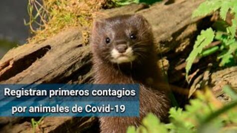 Visones podrían ser “primeros casos conocidos” de contagio por animales de Covid-19: OMS