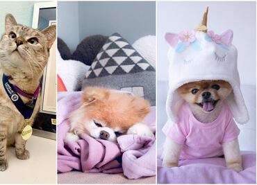 Las mascotas que tienen más likes que Paul McCartney