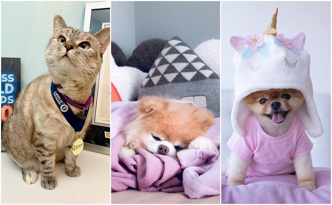 Las mascotas que tienen más likes que Paul McCartney