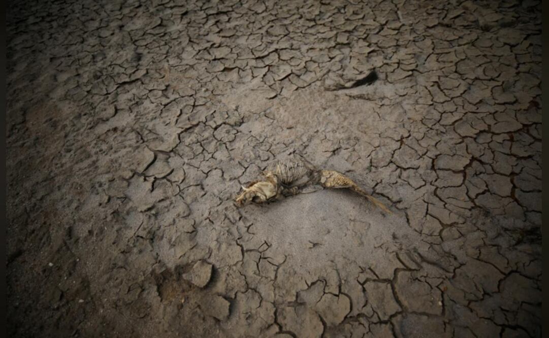 The remains of a fish lie among cracked mud seen at Theewaterskloof dam which supplies most of Cape Town's potable water – Photo: Mike Hutchings/REUTERS