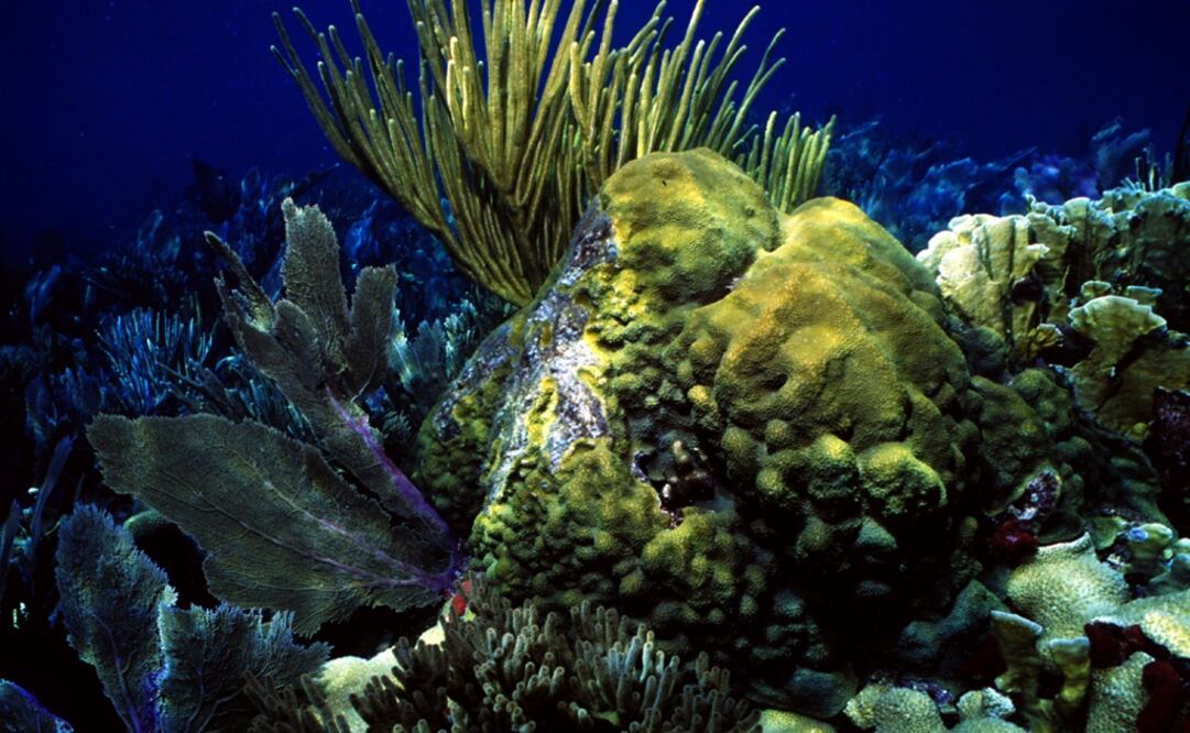 An undated photo provided by the National Oceanic and Atmospheric Administration shows a shallow-water coral reef with sea fans, soft corls, and boulder starcoral – Photo: Mike White/AP via NOAA