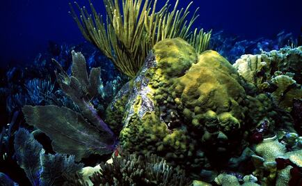 Coral reef and beach on Mexico’s Caribbean coast to be insured