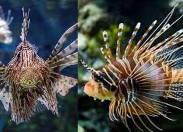 ¿Dónde se encuentra el pez araña, según biólogo?