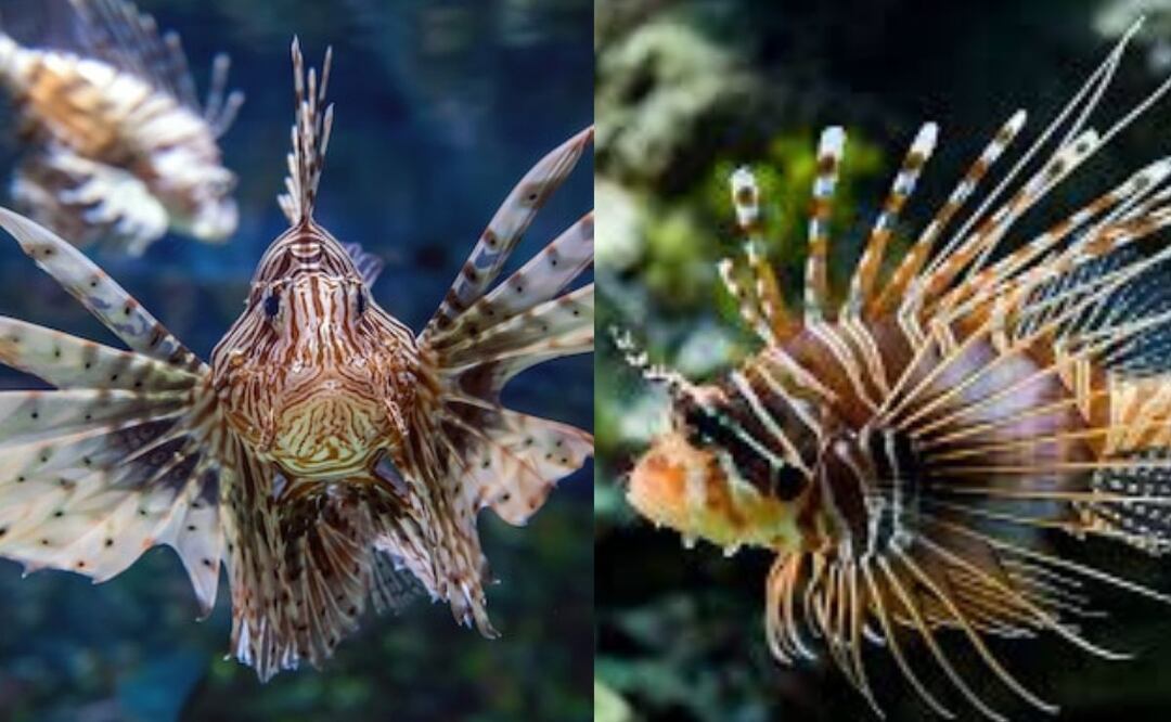 El pez araña, perteneciente al género Trachinus. Fuente: Freepik.