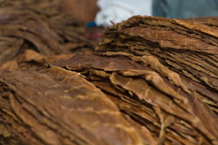 Tour por la Real Fábrica, en la Ruta del Vino y Queso en Querétaro