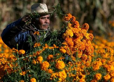 Xochimilco, Milpa Alta y Tláhuac producirán este año 5 millones de flores de cempasúchil