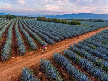 Guía de viaje al Pueblo Mágico de Tequila