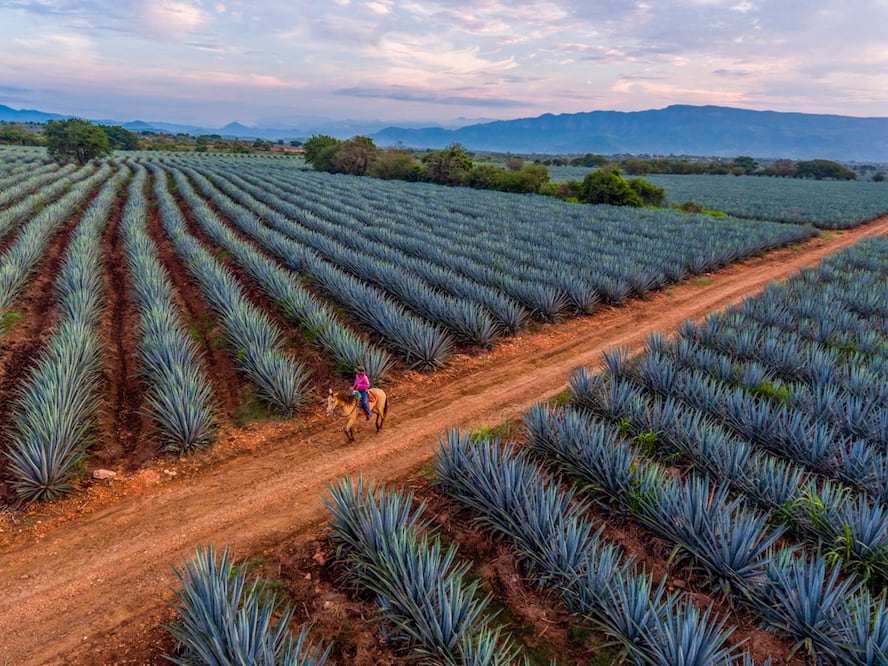El agave azul se ha utilizado desde el siglo XVI para hacer tequila. Foto: Wikimedia Commons. T20 Media México 