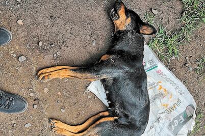 Indagan crueldad animal por hallazgo de perros muertos en Michoacán