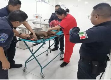 Protección Animal rescata a perro herido por locomotora en Tlalnepantla; recibe atención en clínica "Huellitas"