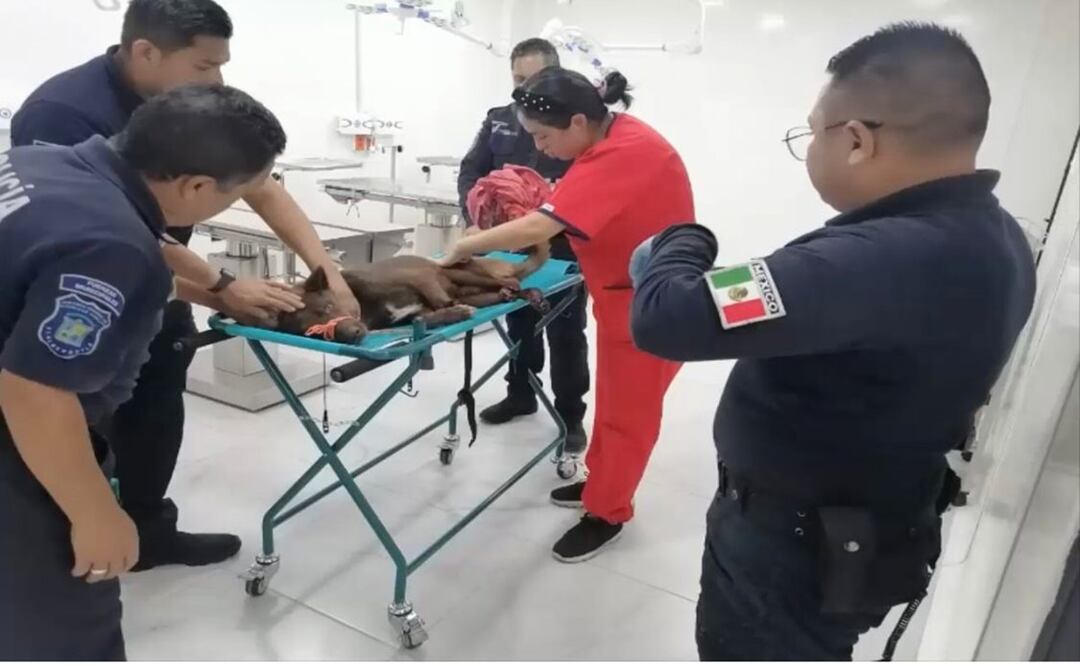 Protección Animal rescata a perro herido por locomotora en Tlalnepantla; recibe atención en clínica "Huellitas". Foto: Especial