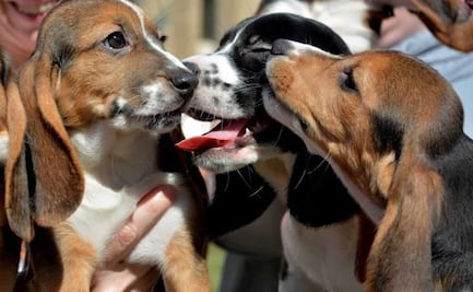 AMLO destaca el tema de protección y cuidado de  seres vivos en contenido de nuevos libros de la SEP