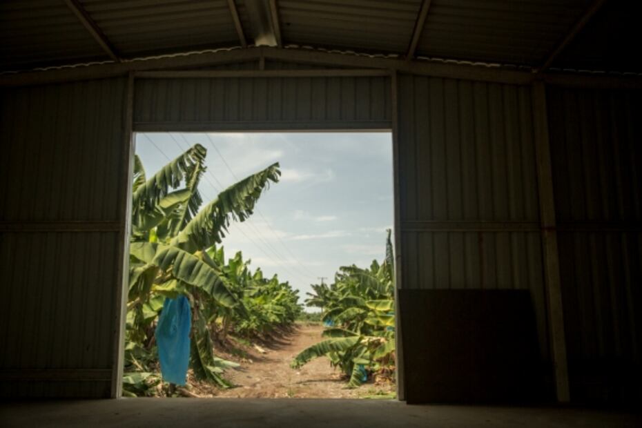 Michoacán, una comunidad en armas para plantar plátanos