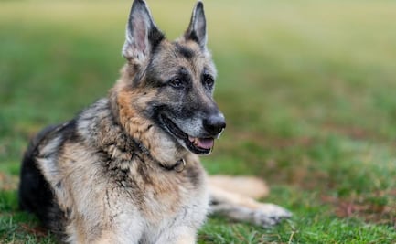 Reportan muerte de “Champ”, uno de los perros de los Biden