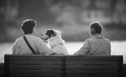 ¿Con quién se queda el perro?; CDMX establece plan de cuidados de las mascotas en convenios de divorcio