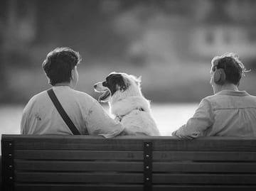 ¿Con quién se queda el perro?; CDMX establece plan de cuidados de las mascotas en convenios de divorcio