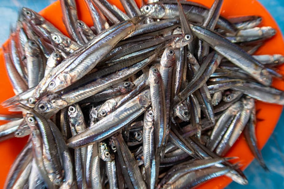 Los charales son pescados pequeños que se encuentran en algunos lagos de la Ciudad de México. Foto: Unsplash