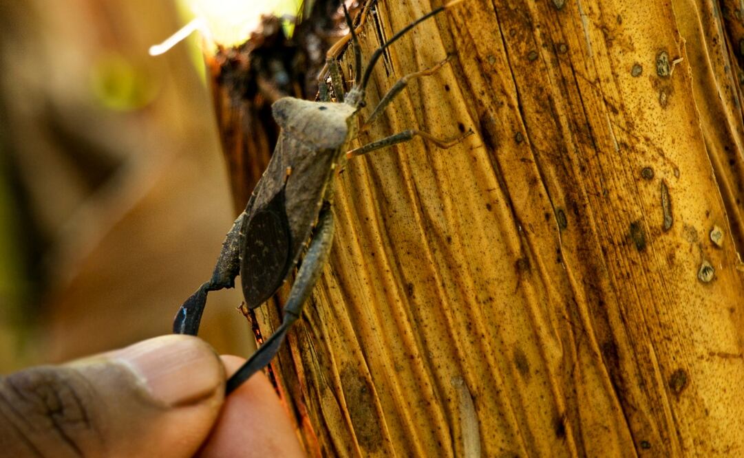 El consumo de los chinches del monte surgió por hambre y necesidad, confiesan familias triqui. Hoy, este insecto es una joya de su gastronomía. Foto: Juana García | El Universal
