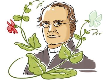 Gregor Mendel: cómo un monje descubrió las leyes de la herencia genética en un jardín