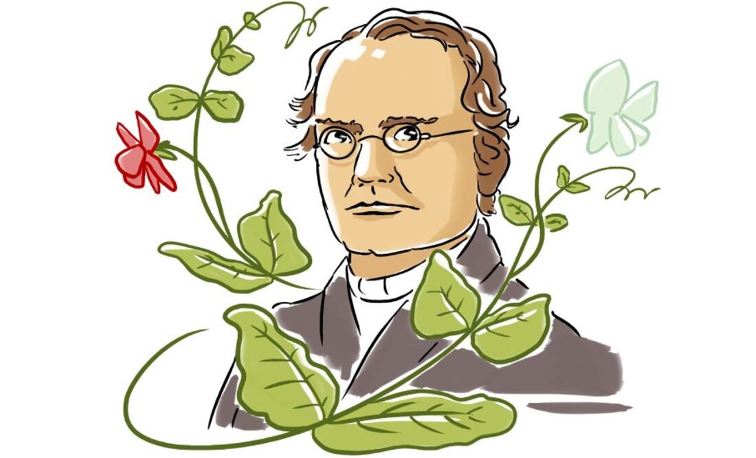 Mendel reveló las leyes estadísticas de la herencia y postuló la existencia de una unidad de la herencia que ahora se llama gen. Foto: Science Photo Library