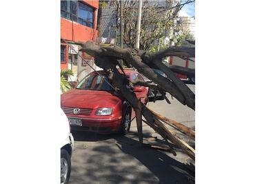 Caen seis árboles y tres lonas por viento en la CDMX: Protección Civil