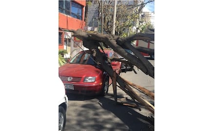 Caen seis árboles y tres lonas por viento en la CDMX: Protección Civil