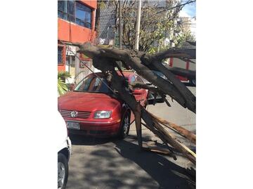 Caen seis árboles y tres lonas por viento en la CDMX: Protección Civil