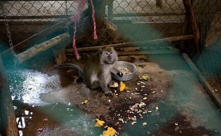 Exigen cierre definitivo de "El Club de los Animalitos"