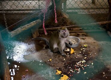 Exigen cierre definitivo de "El Club de los Animalitos"