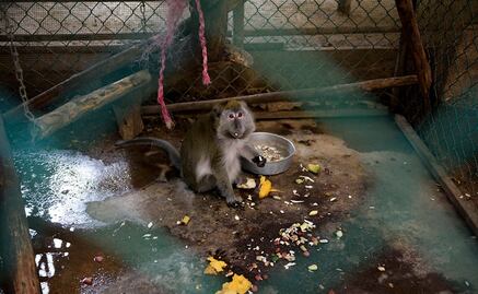 Exigen cierre definitivo de "El Club de los Animalitos"