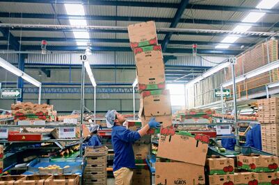 Advierten de alza a cuota de jitomates