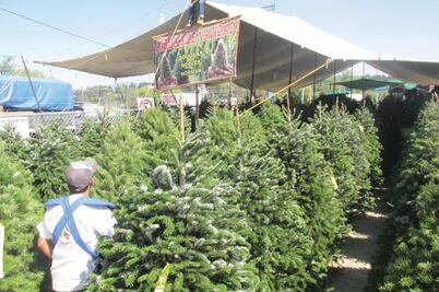 Pinos navideños, negocio rentable y autosustentable
