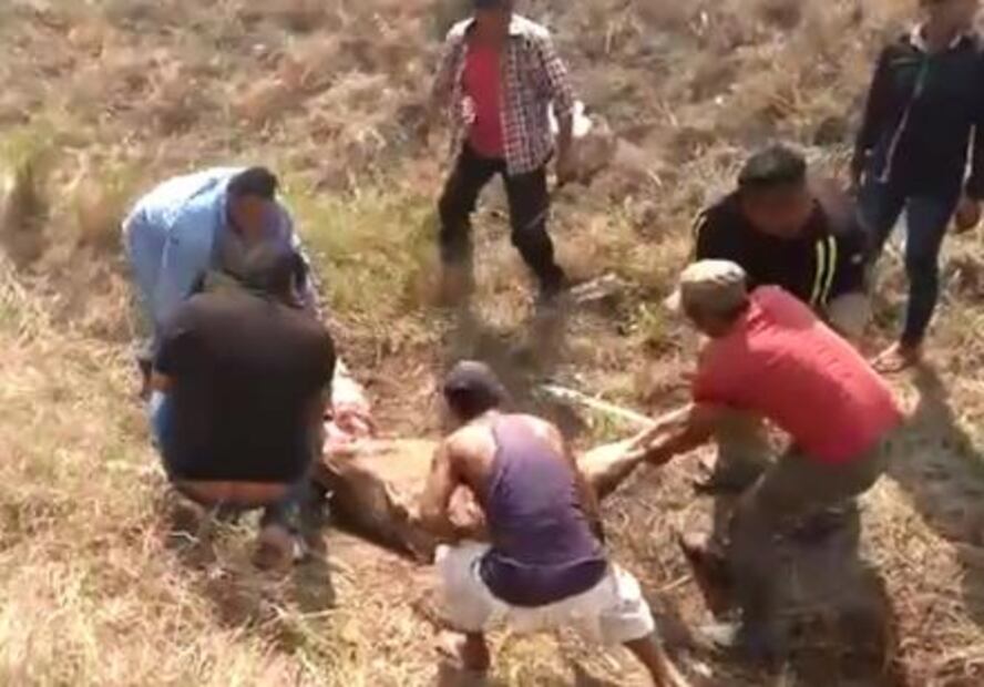 Aprovechan accidente en Veracruz y saquean el ganado